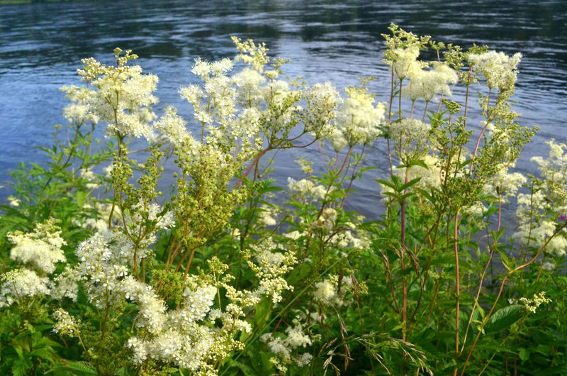 filipendula ulmaria marginal pond plants bp040