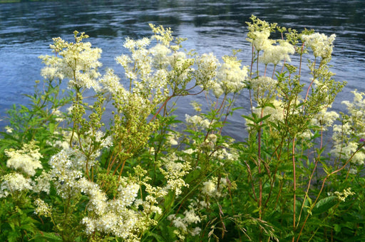 filipendula ulmaria marginal pond plants bp040