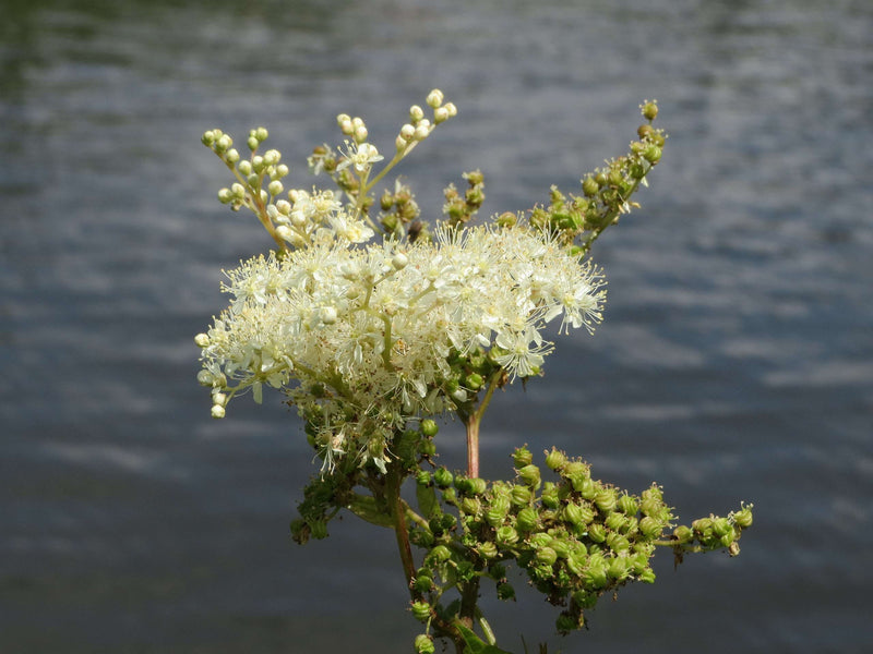 filipendula ulmaria marginal pond plants bp040