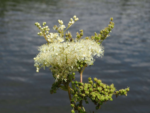 filipendula ulmaria marginal pond plants bp040