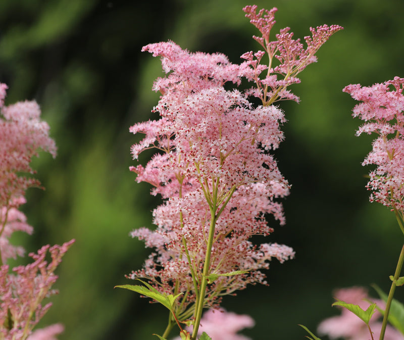 filipendula rubra venusta magnifica marginal pond plants bp039