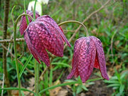 fritillaria meleagris snakes head fritillary marginal pond plants bp041