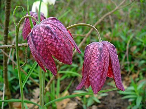 fritillaria meleagris snakes head fritillary marginal pond plants bp041