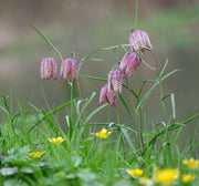 fritillaria meleagris snakes head fritillary marginal pond plants bp041