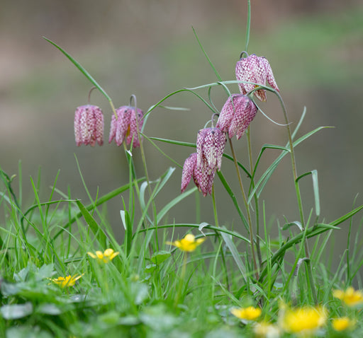 fritillaria meleagris snakes head fritillary marginal pond plants bp041