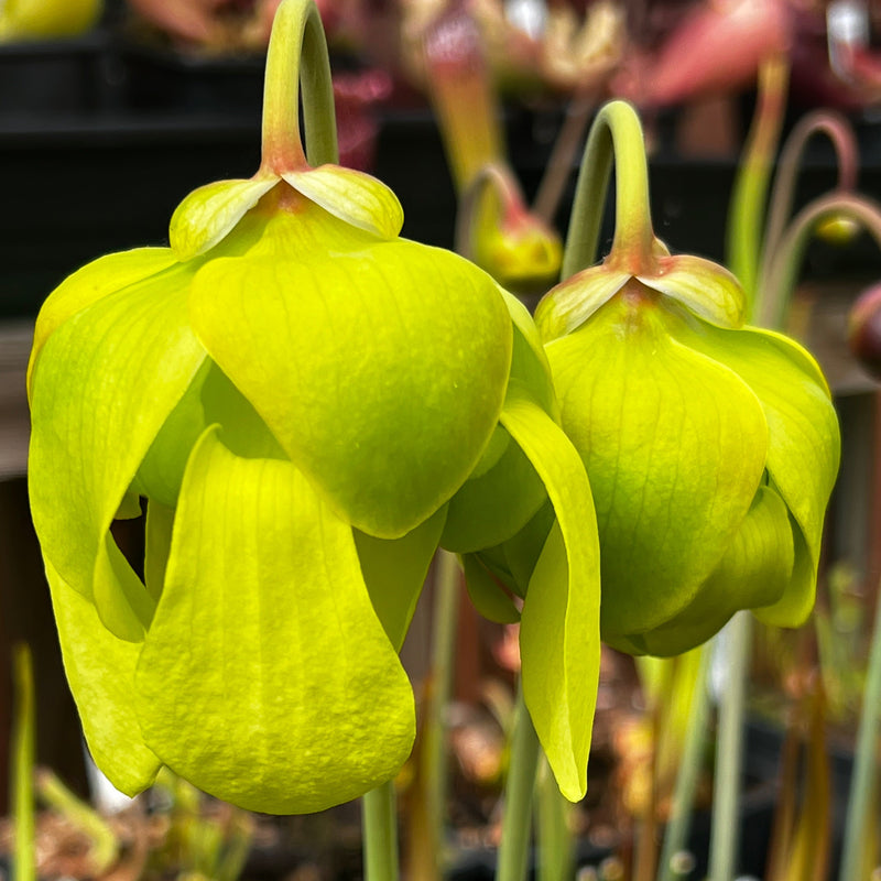 Sarracenia flava var. rubricorpora 'Manky'