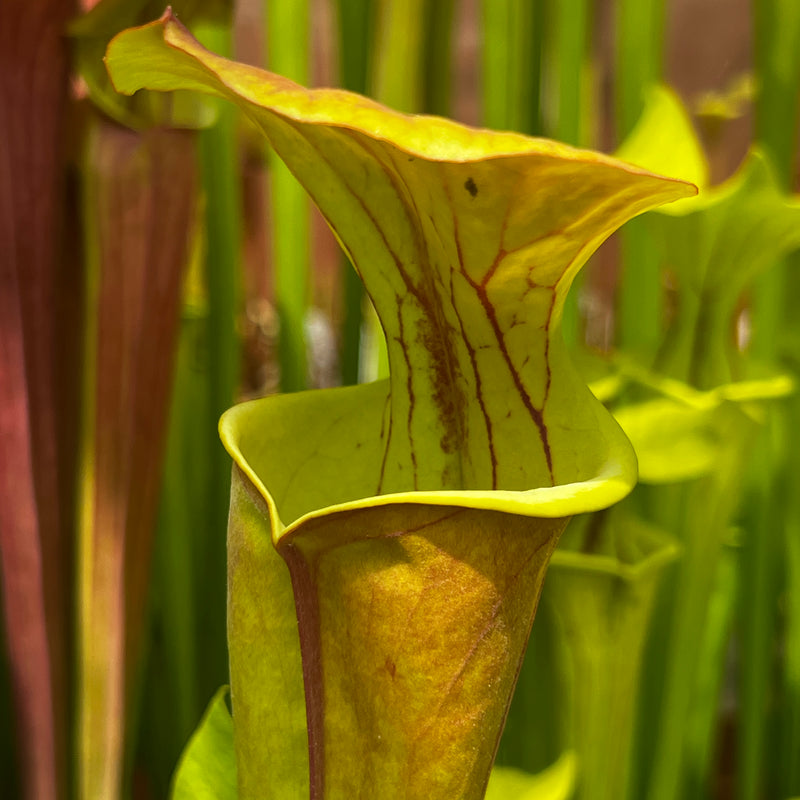 Sarracenia flava var. cuprea IS-FC01