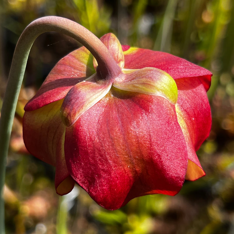Sarracenia 'Red Sumatra'