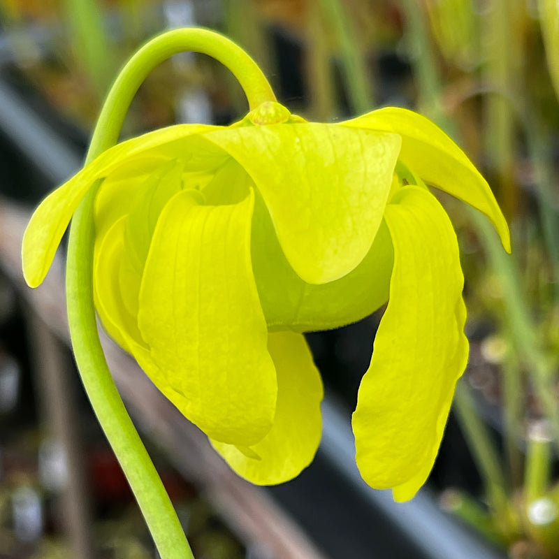 Sarracenia 'Manta Ray'