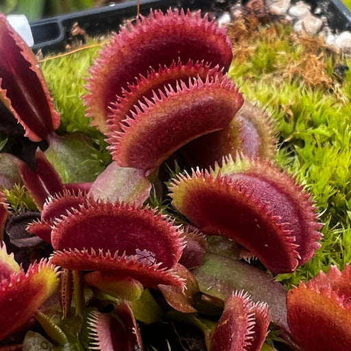 Dionaea Muscipula Scarlet Bristle