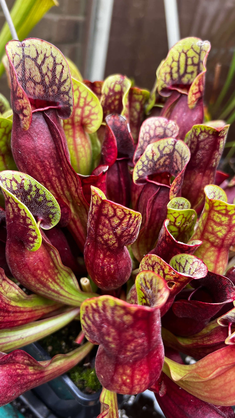 Sarracenia Pupurea Subsp. Purpurea (County Roscommon Ireland)