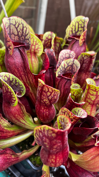 Sarracenia pupurea subsp. purpurea (County Roscommon, Ireland)