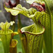 Sarracenia × moorei  'Sergeant Hartman'