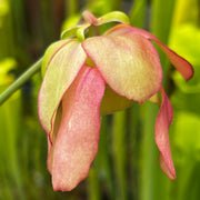Sarracenia × catesbaei (flava Red Tube X purpurea subsp. venosa) PM-HB9a