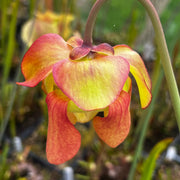 Sarracenia × moorei 'Praetorian Guard'