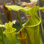 Sarracenia × moorei  'Sergeant Hartman'
