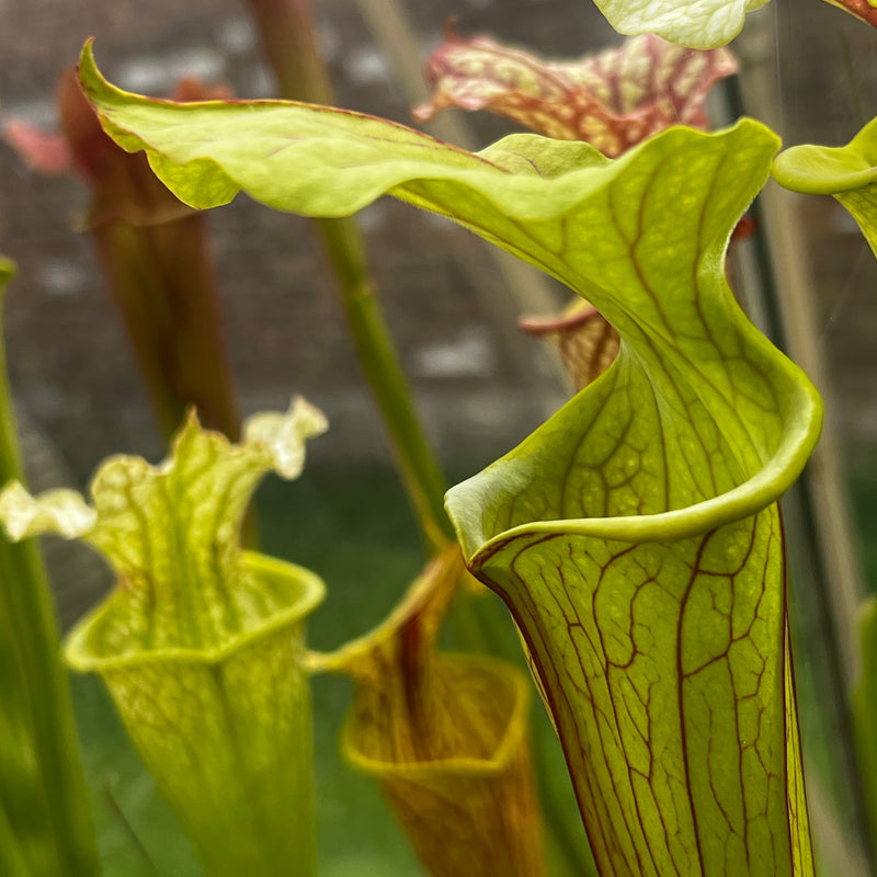 Sarracenia × moorei  'Sergeant Hartman'