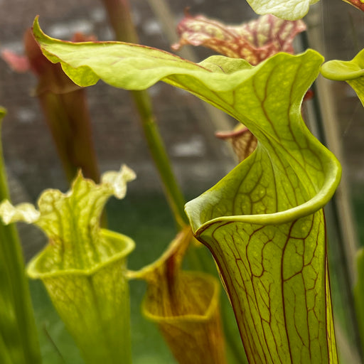 Sarracenia × moorei  'Sergeant Hartman'