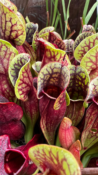 Sarracenia pupurea subsp. purpurea (County Roscommon, Ireland)