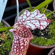 Sarracenia × excellens X leucophylla MK-H94