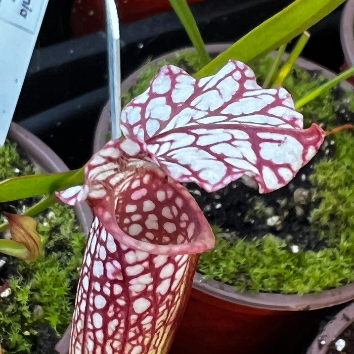 Sarracenia × excellens X leucophylla MK-H94