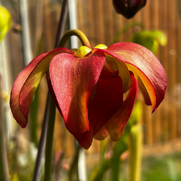 Sarracenia 'Liquorice Lips'
