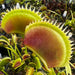 Dionaea Muscipula - Stefan Lenssen C (Plantev)