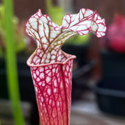 Sarracenia leucophylla 'Pink Panther'
