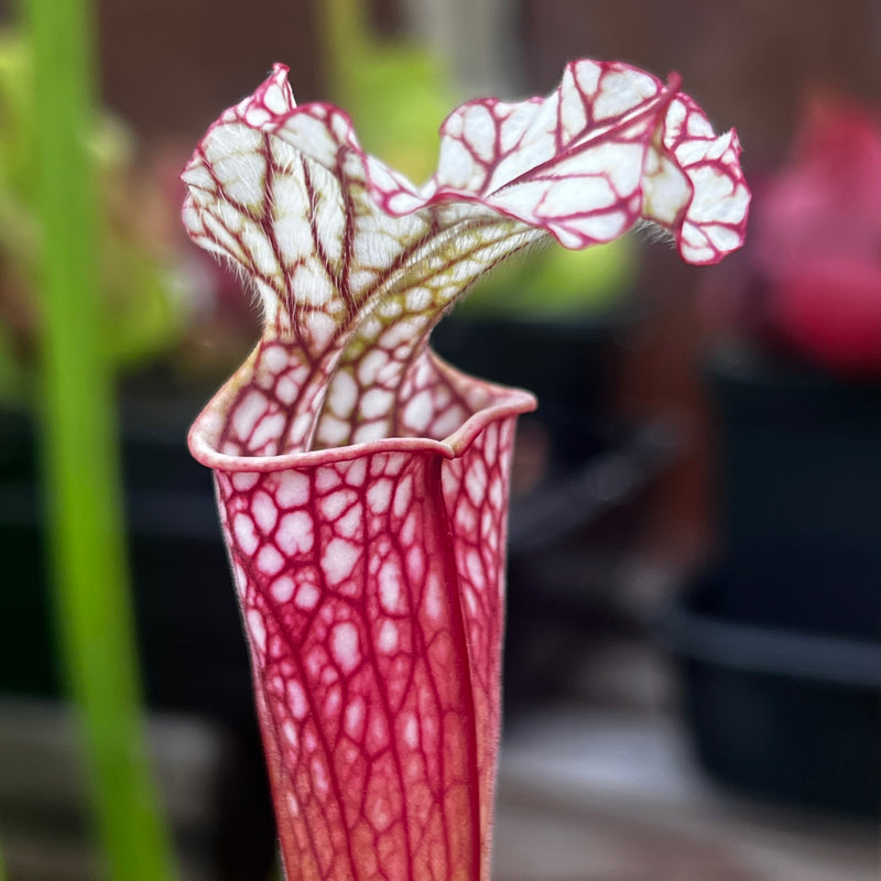 Sarracenia leucophylla 'Pink Panther'