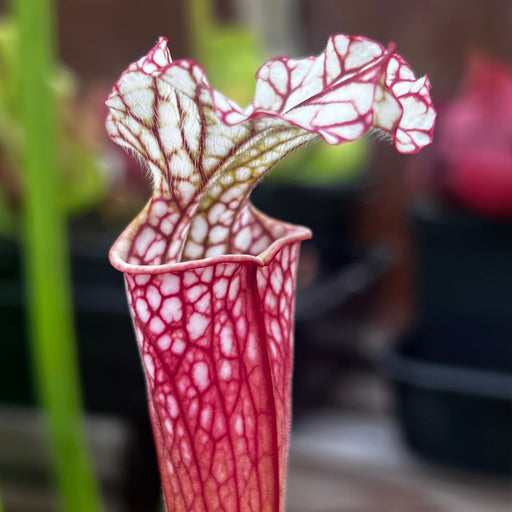 Sarracenia leucophylla 'Pink Panther'