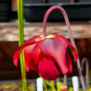 Sarracenia leucophylla var. alba - Green & White Top (Perdido, Alabama) MK-L45
