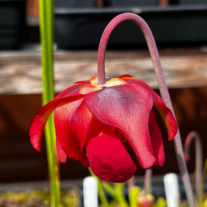 Sarracenia leucophylla var. alba - Green & White Top (Perdido, Alabama) MK-L45