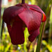 Sarracenia 'Constance Healy'