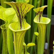 Sarracenia flava var. ornata (Green Swamp, North Carolina) MS-F433