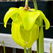 Sarracenia flava var. ornata MS-F221