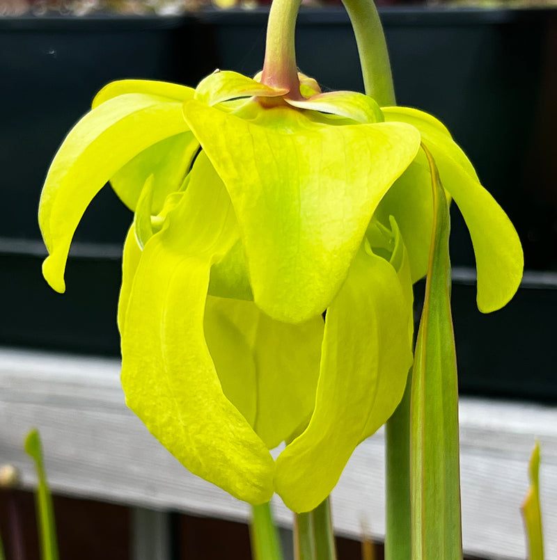 Sarracenia flava var. ornata MS-F221