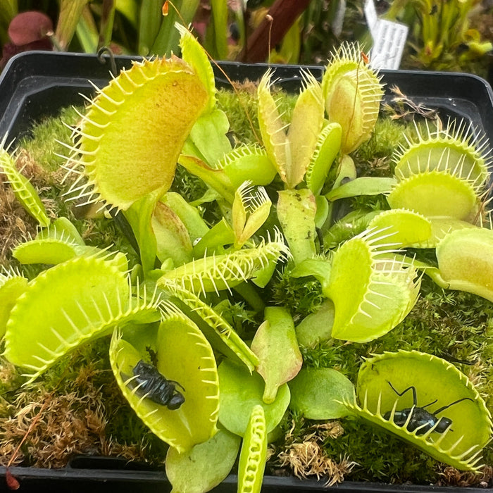 Dionaea Muscipula - All Green Form