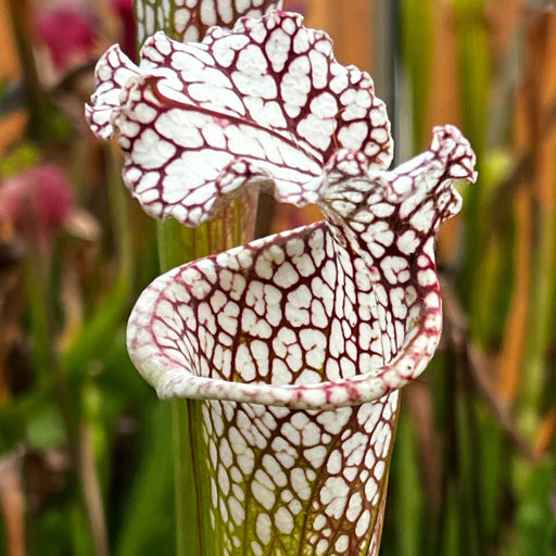 Sarracenia Giant Cotton