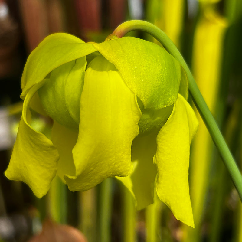 Sarracenia flava var. atropurpurea (Blackwater, Florida)