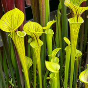 Sarracenia flava var. ornata (Dinwiddie County, Virginia)