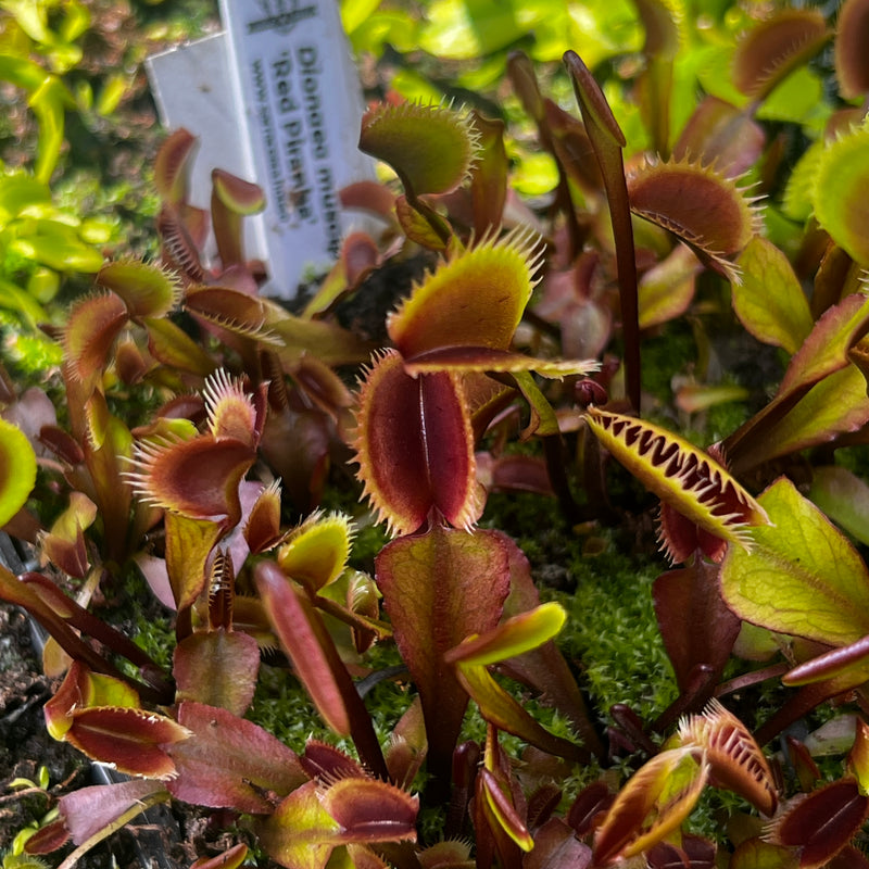Dionaea muscipula 'Red Piranha'