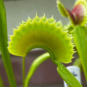 Dionaea muscipula 'South West Giant' X 'Sawtooth'