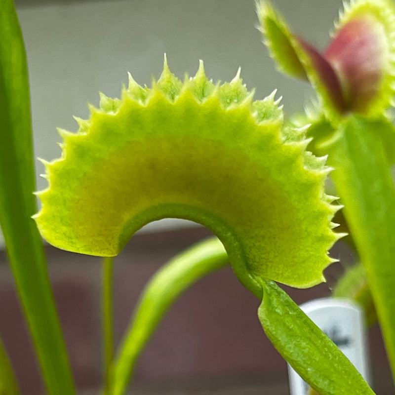 Dionaea muscipula 'South West Giant' X 'Sawtooth'