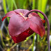 Sarracenia leucophylla Red Stripe in Throat MK-L111
