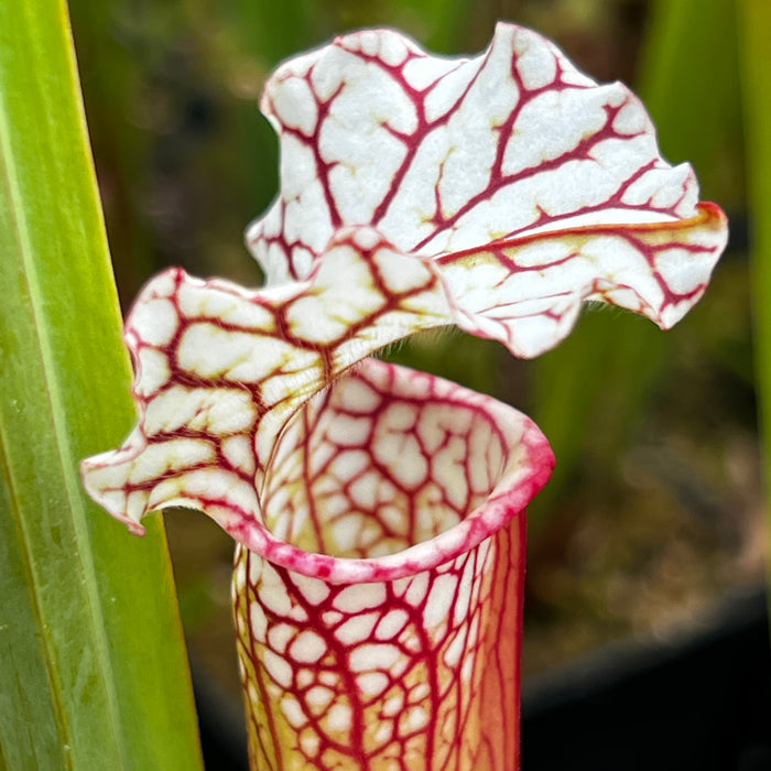 Sarracenia 'Asuka No. 4'