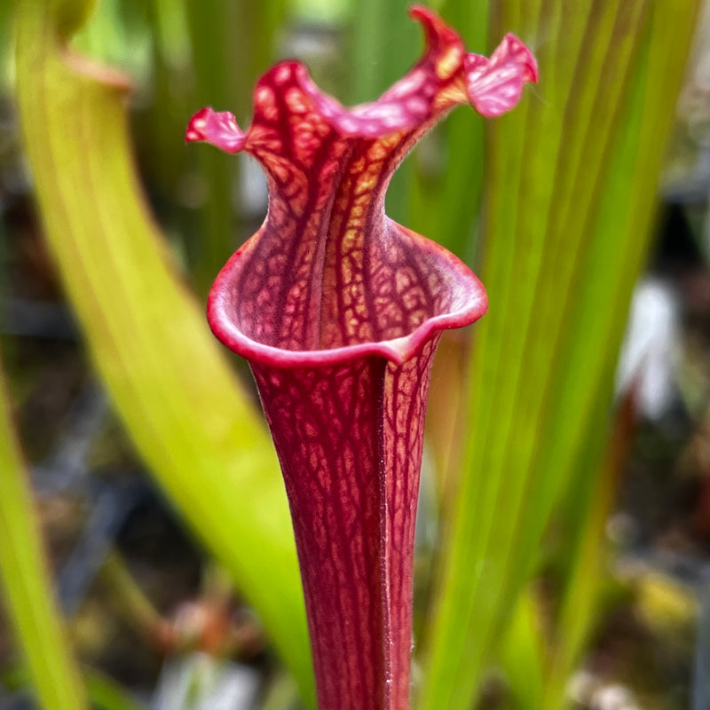 Sarracenia 'Royal Ruby'