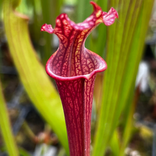 Sarracenia 'Royal Ruby'