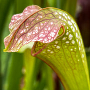 Sarracenia × excellens 'Lochness'