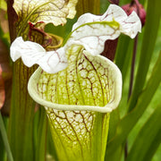 Sarracenia 'La Bête'