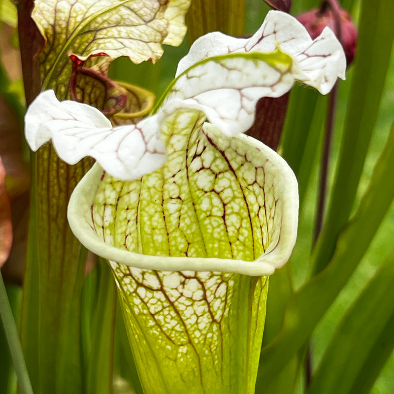 Sarracenia 'La Bête'